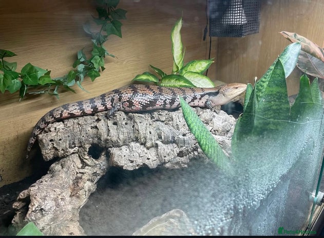 Skink reptiles Blue tongue skink and full 4ft set up - Advert 1