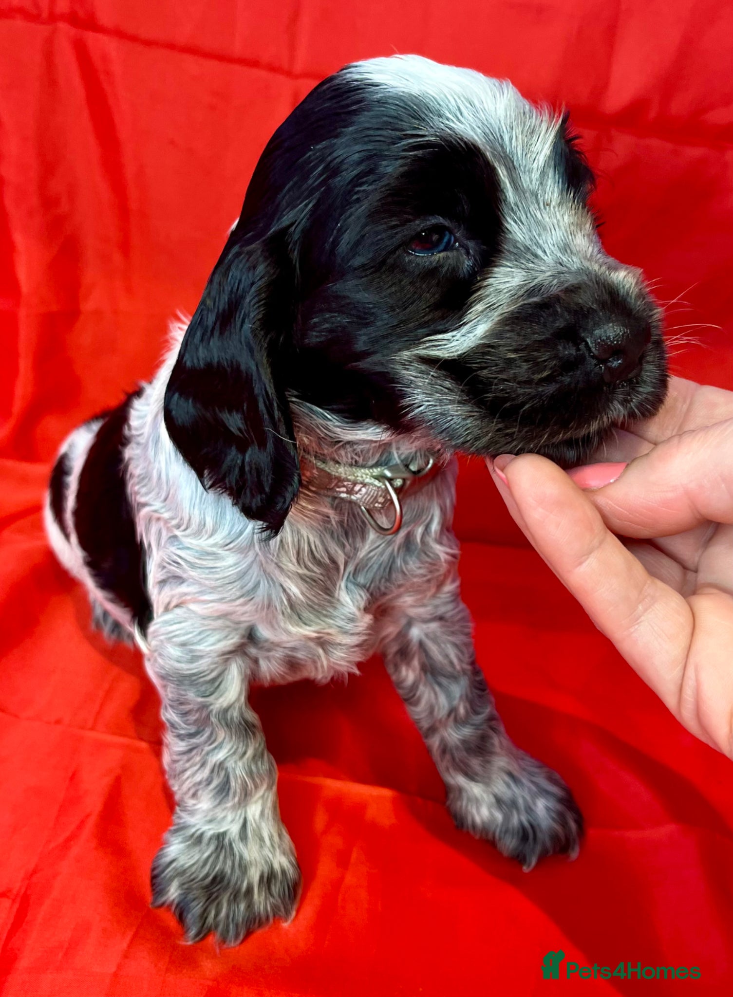 Cocker Spaniel dogs KC Show Type Cocker Spaniels - Advert 1