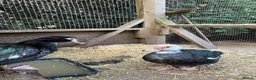 Ducks poultry for sale: Muscovy’s various ages - Advert 8