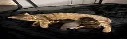Mixed Breed cats for sale: 2 kittens left  in Bolton - Advert 13