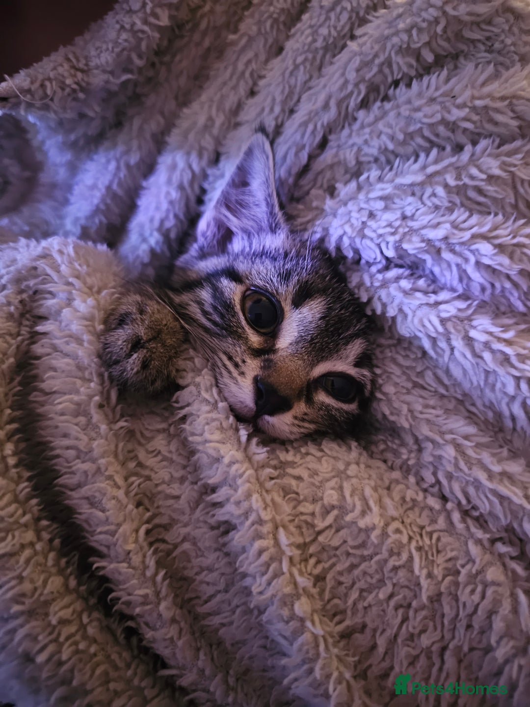 Mixed Breed cats for sale: 4 Gorgeous Bombay-Heritage Kittens- Litter Trained - Advert 30