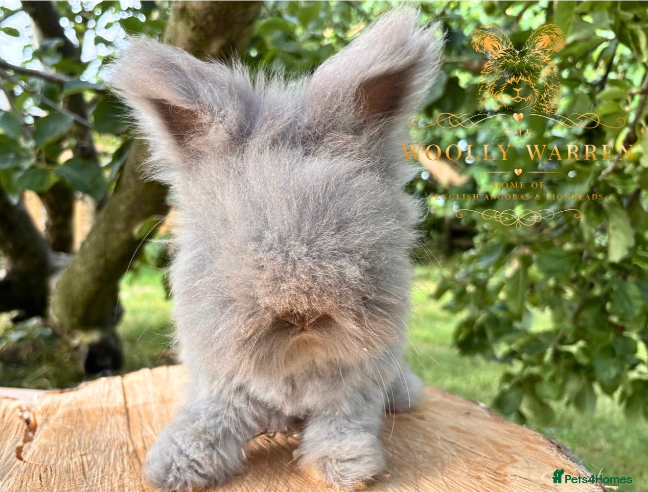 Angora rabbits Last Stunning Boy available, Ready Now!  - Advert 12