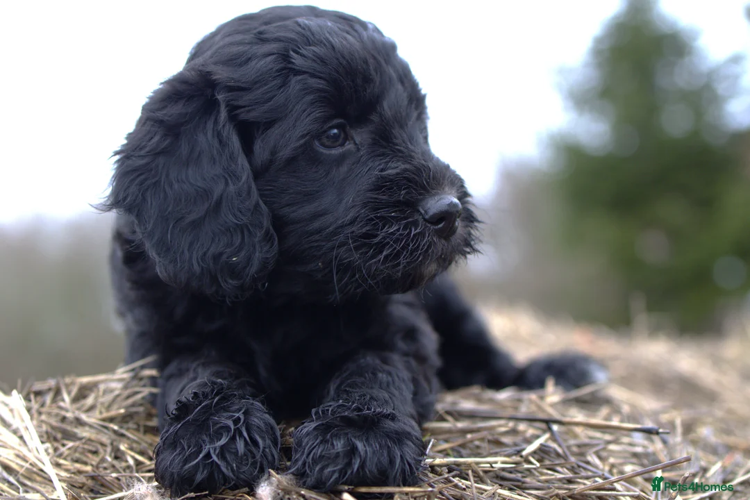 Double Doodle dogs for sale: 🌈Fully vaccinated and ready to meet the world 🌈 - Advert 26