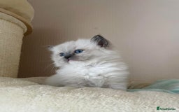 Ragdoll cats for sale: Beautiful Ragdoll Kittens - Image 7