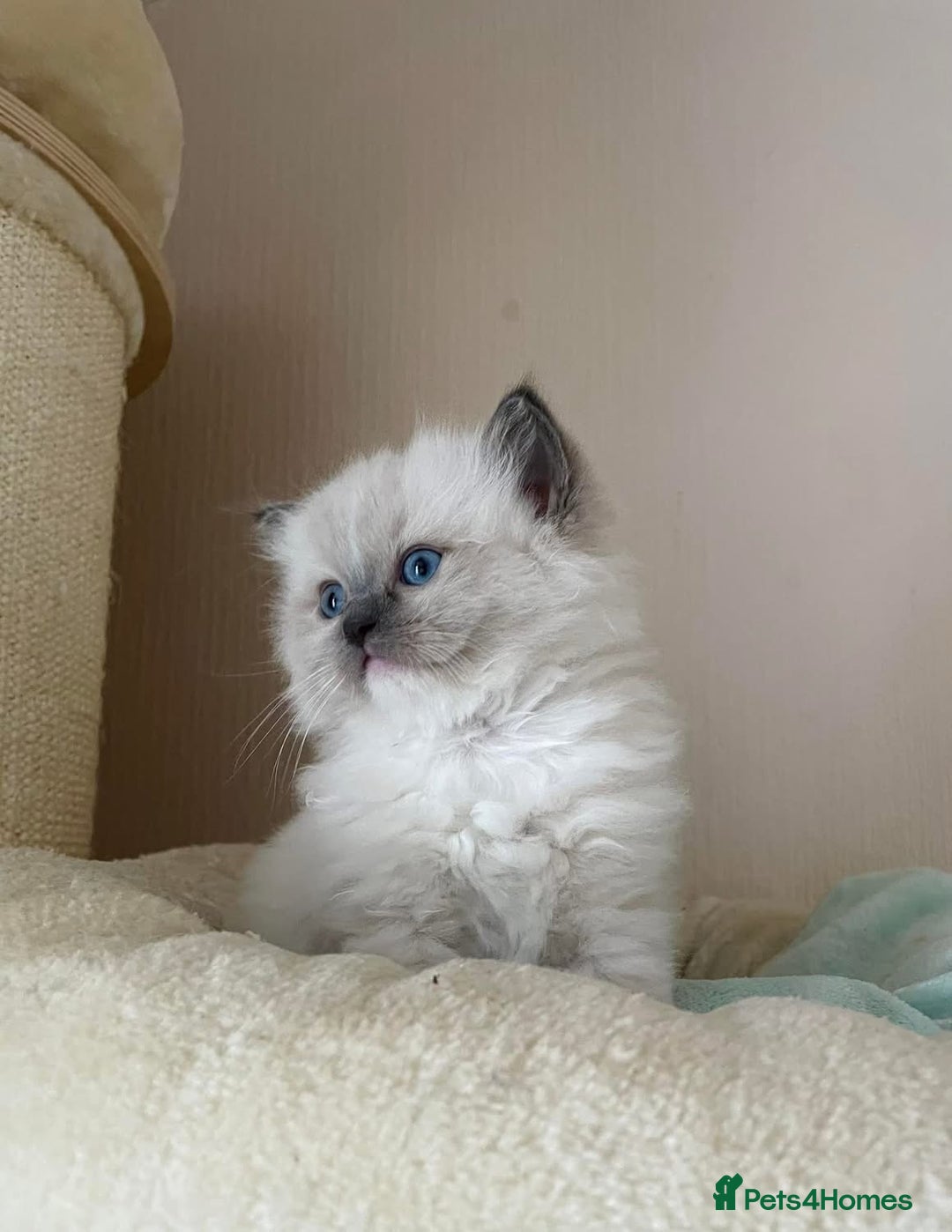 Ragdoll cats for sale: Beautiful Ragdoll Kittens - Image 7