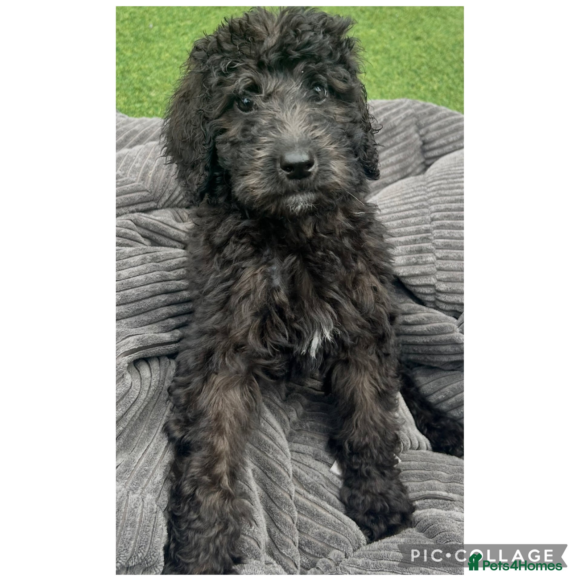 Labradoodle dogs Chunky health tested f1bb standard labradoodles  - Advert 2