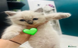 Ragdoll cats for sale: Ragdoll kittens for sale - Image 16