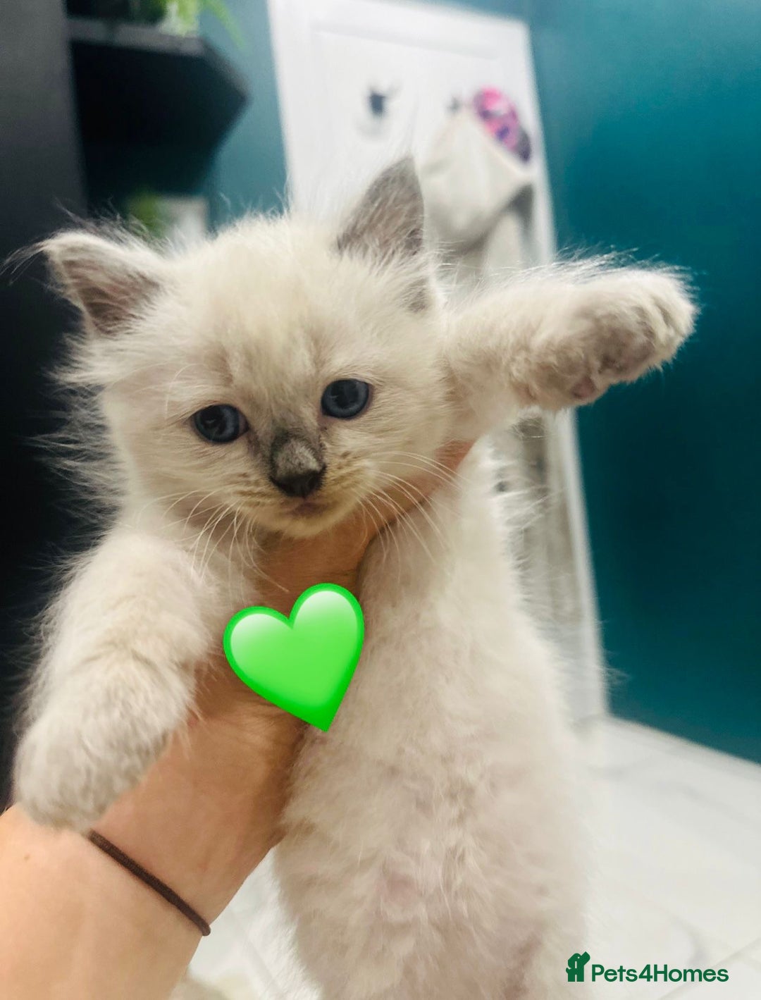 Ragdoll cats for sale: Ragdoll kittens for sale - Image 16