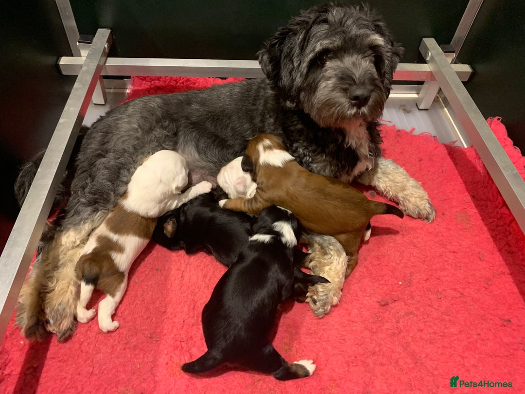 Tibetan Terrier dogs for sale: Beautiful Tibetan terrier puppies - Advert 1