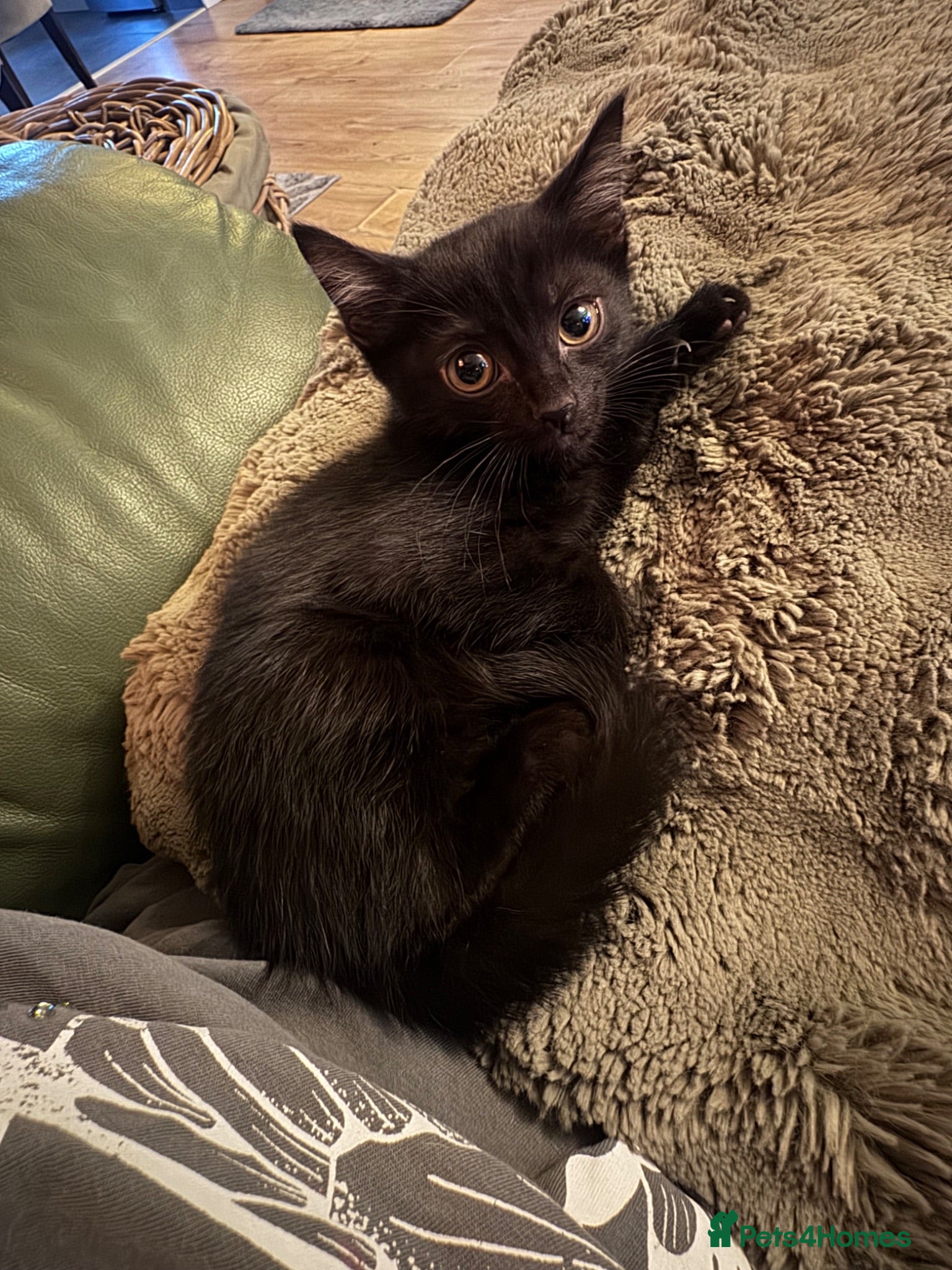 Mixed Breed cats Beautiful kittens  - Advert 1