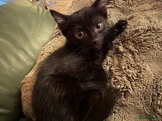 Mixed Breed cats Beautiful kittens - Advert 1