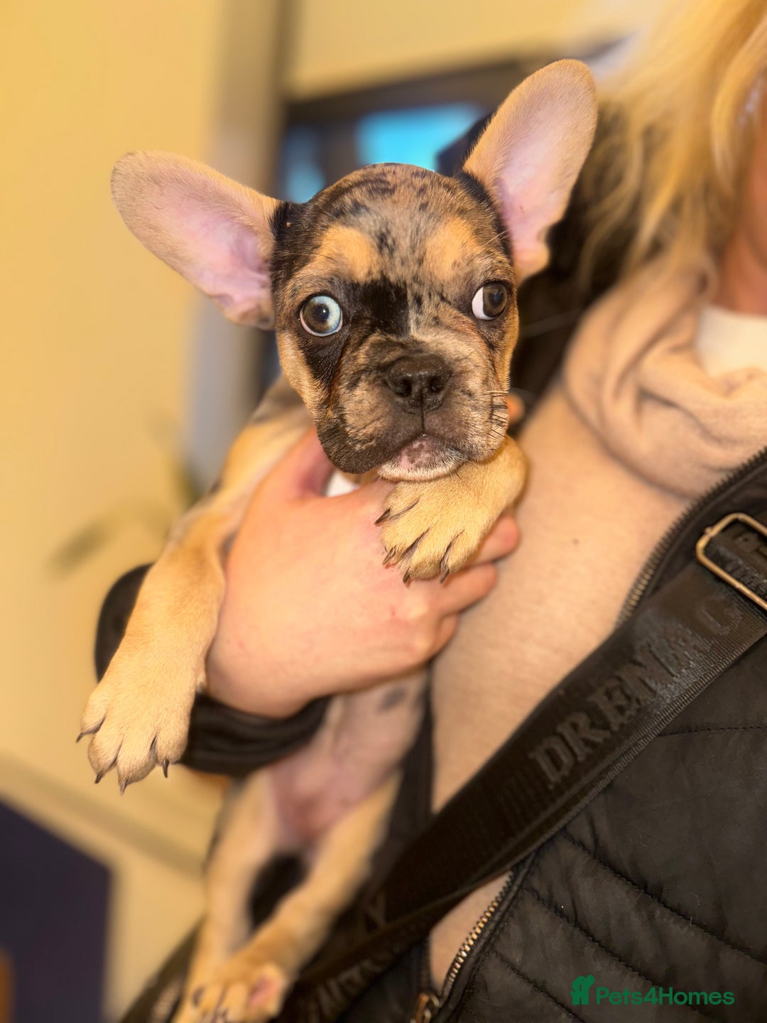 French Bulldog dogs for sale: French bulldog puppies fluffy carriers  - Image 27