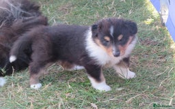 Rough Collie dogs for sale: Rough collie female pups  - Image 4