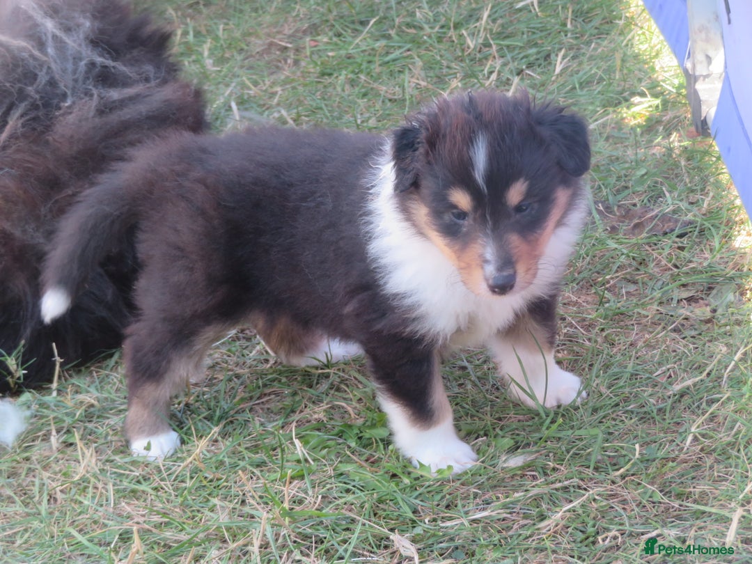Rough Collie dogs for sale: Rough collie female pups  - Image 4