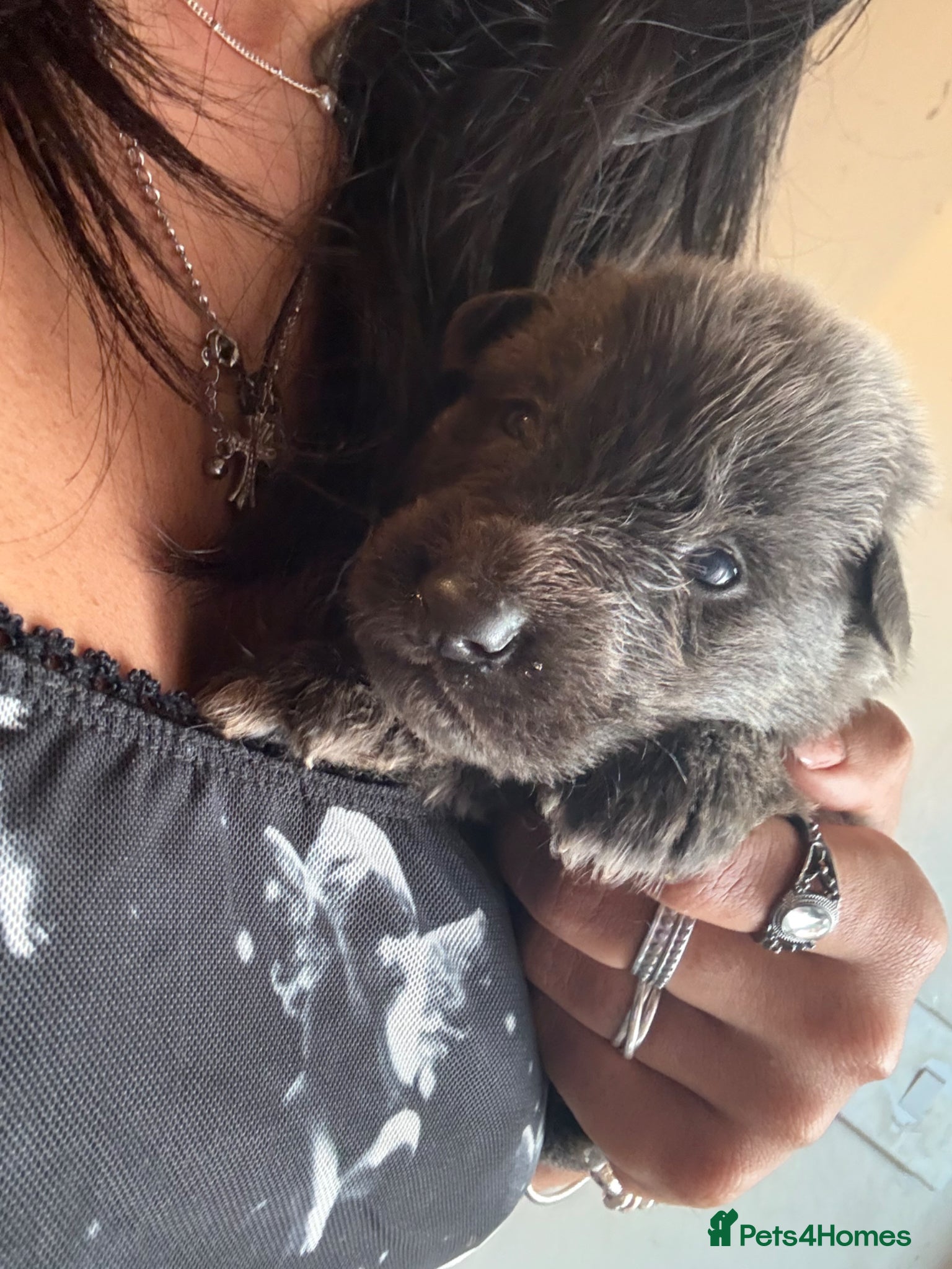 German Shepherd dogs Beautiful mixture of Long Haired GSD Pups - Advert 2