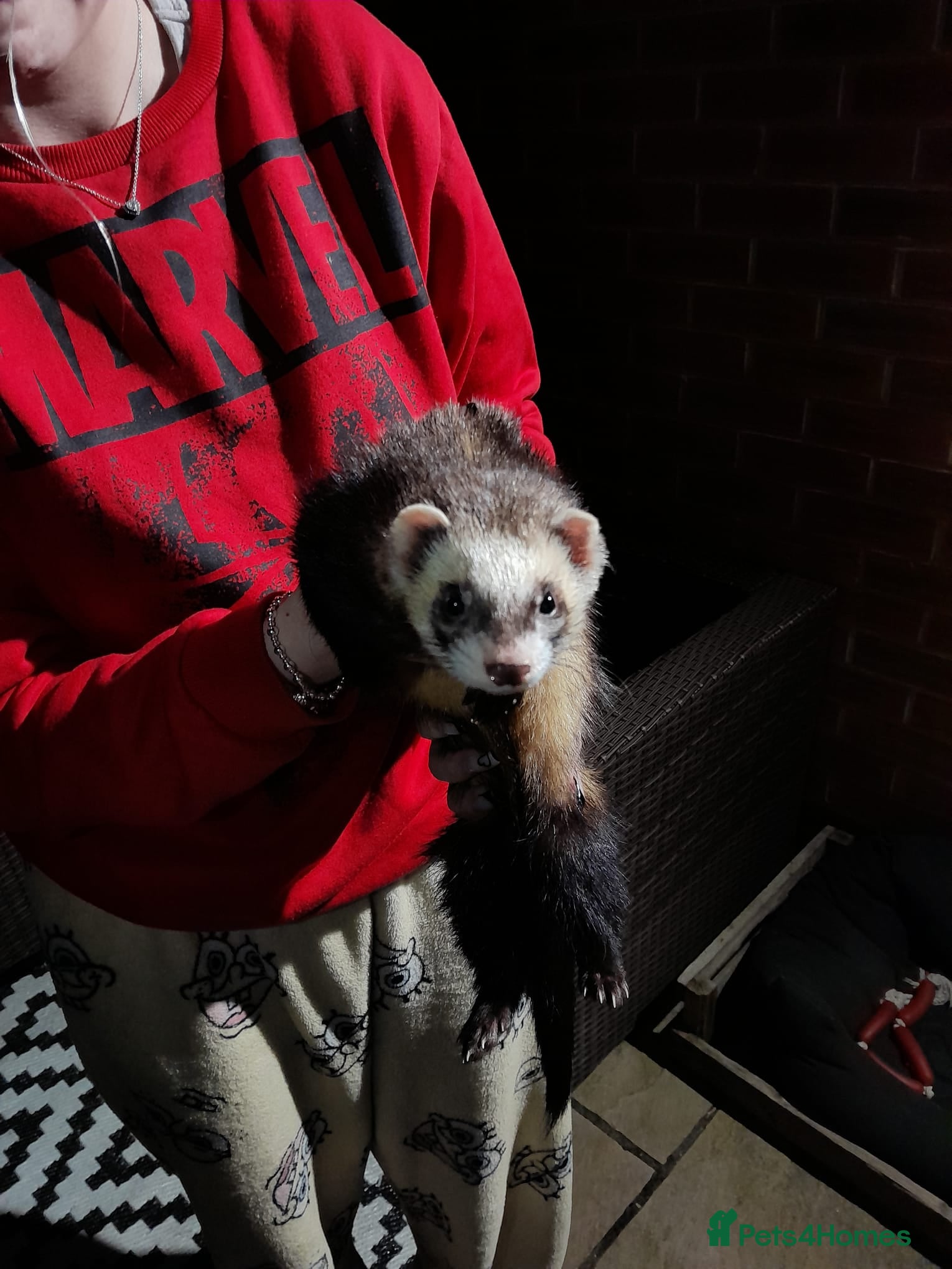 Ferret rodents Chuck the ferret  - Advert 3