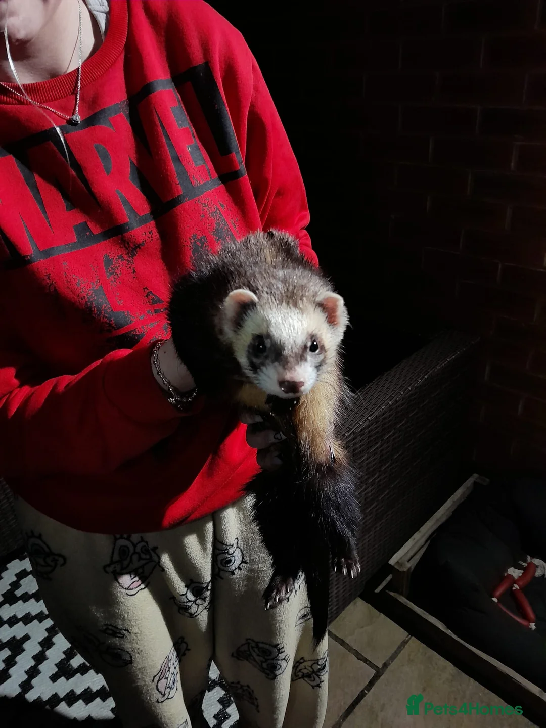 Ferret rodents for sale: Chuck the ferret  in Wigan - Advert 1