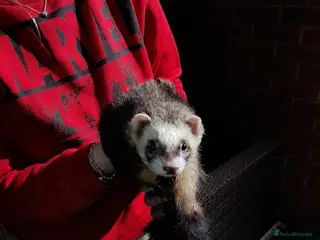 Ferret rodents Chuck the ferret - Advert 4