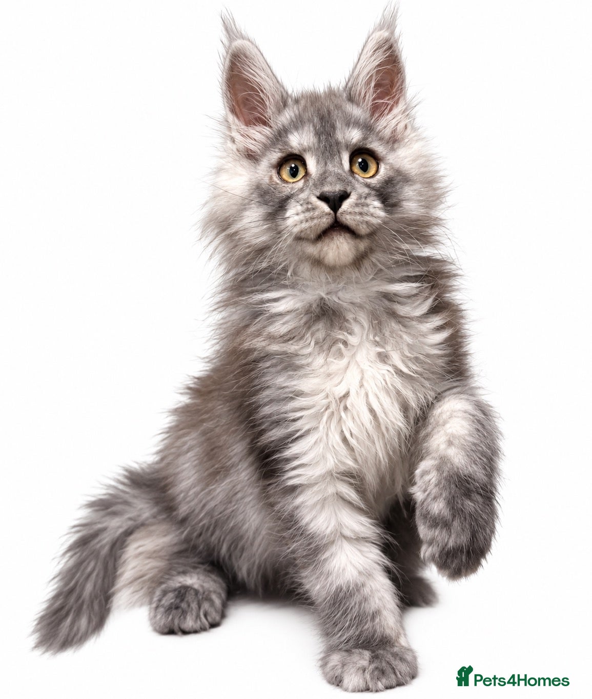 Maine Coon cats TICA REGISTERED Maine coon kitten ready now - Advert 1