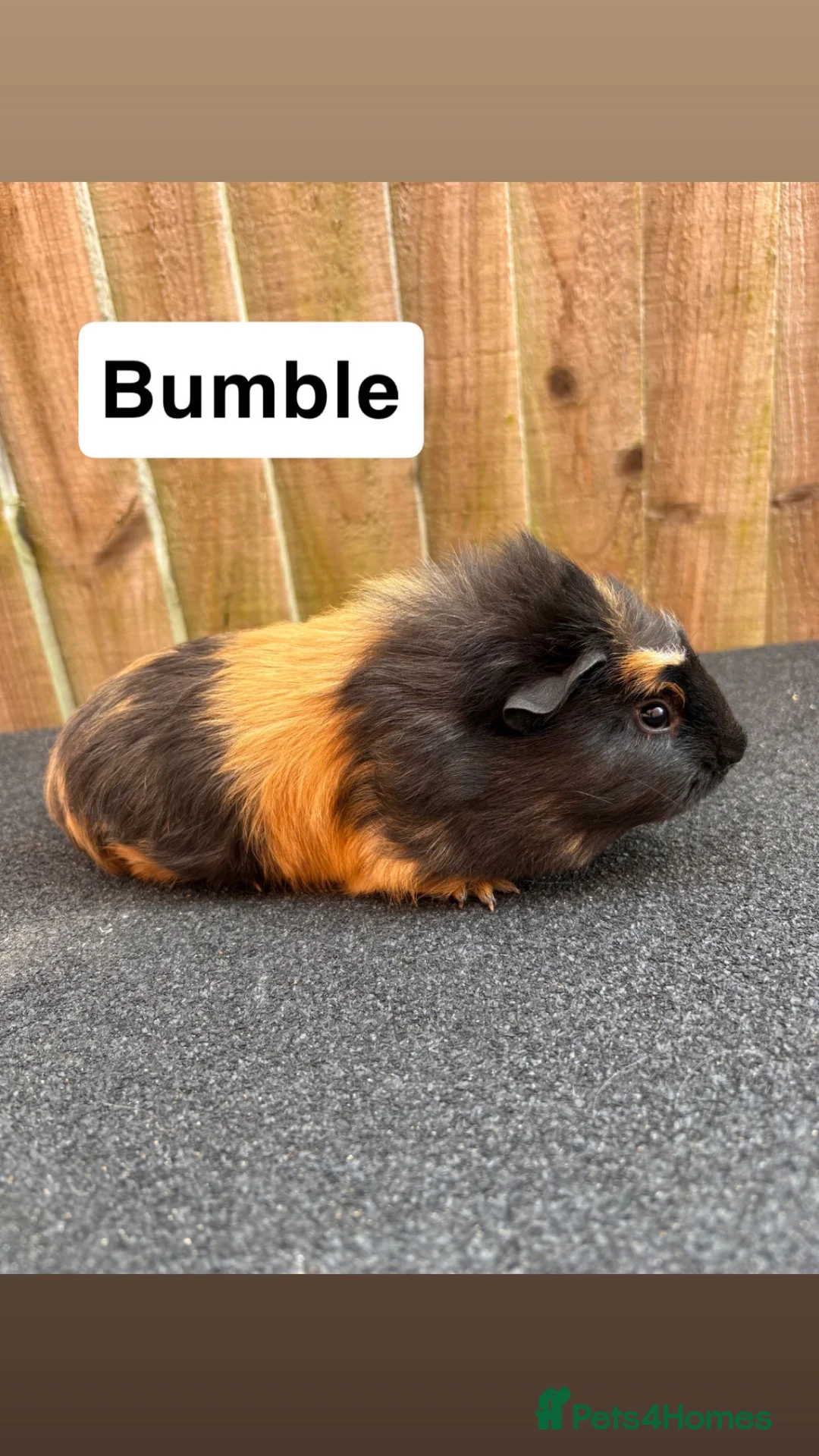 Guinea Pig rodents for sale: 1 girl 2 boys - Advert 2