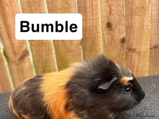 Guinea Pig rodents 1 girl 3 boys - Advert 14