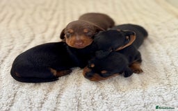 Miniature Dachshund dogs for sale: Mini Dachshund puppies, PRA clear, health tested - Image 12