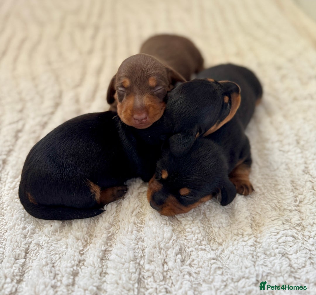 Miniature Dachshund dogs for sale: Mini Dachshund puppies, PRA clear, health tested - Image 12