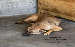 Mixed Breed dogs for adoption: Martha, 2-3 yr old. Available for adoption. in Brixham - Image 6