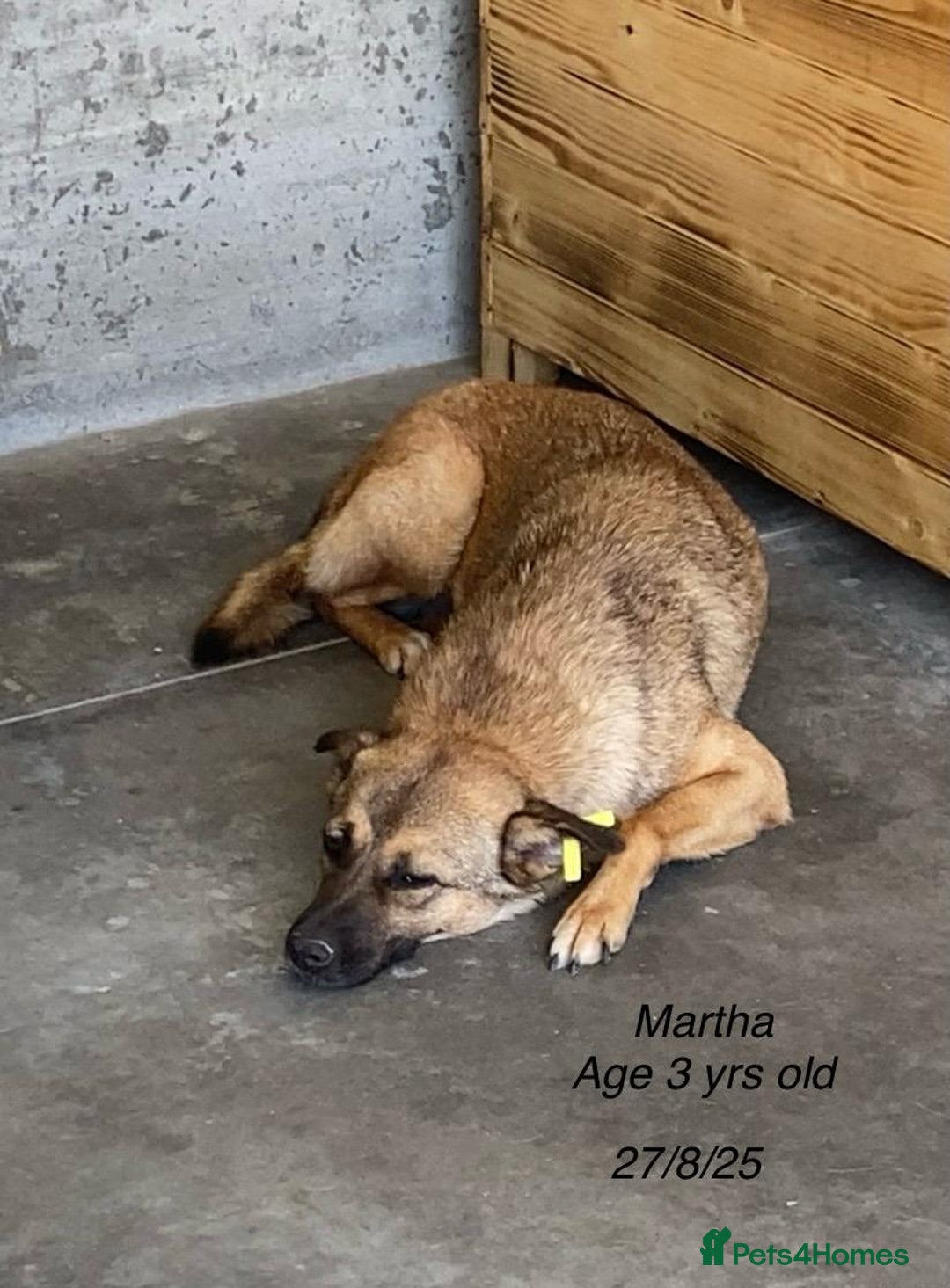 Mixed Breed dogs for adoption: Martha, 2-3 yr old. Available for adoption. in Brixham - Image 6