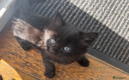 British Shorthair cats for sale: Cute kittens  - Image 6