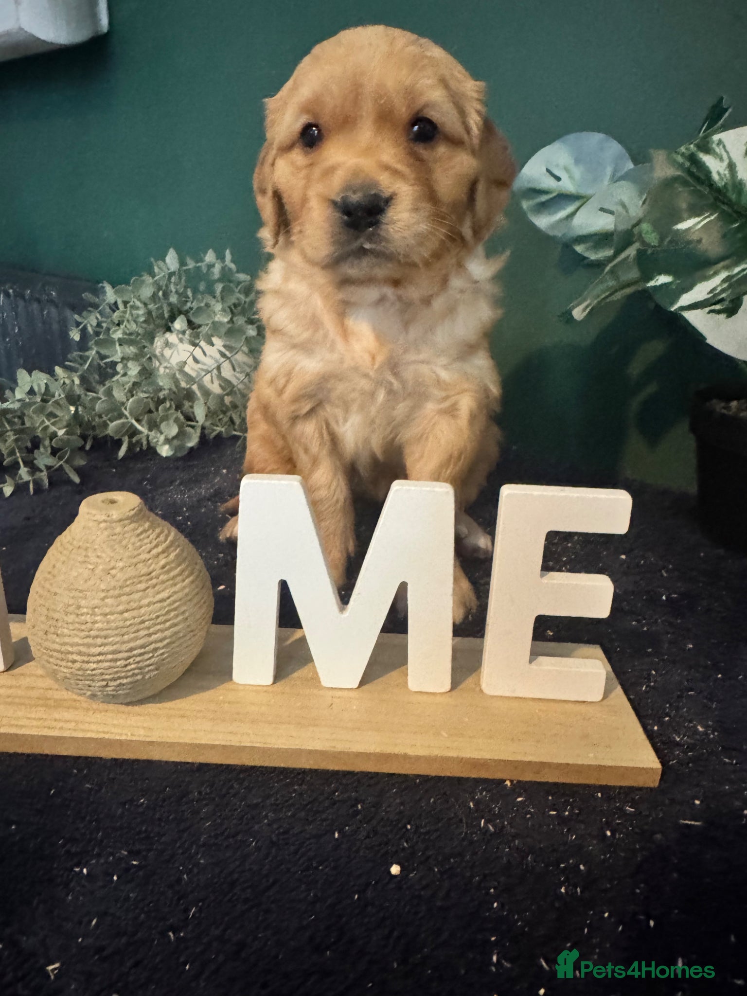 Golden Retriever dogs 8 exceptional Golden Retriever  - Advert 2