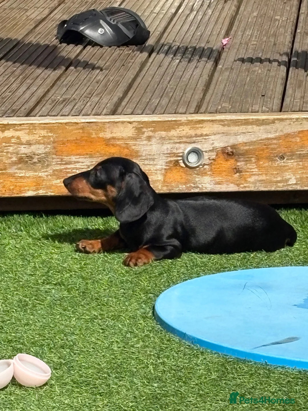 Dachshund dogs for sale: Dachshund for sale  in Cambridge - Advert 4