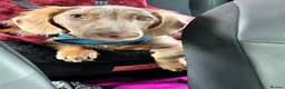 Dachshund dogs for sale: Lilac Tan long haired beautiful boy Dachshund  - Advert 8