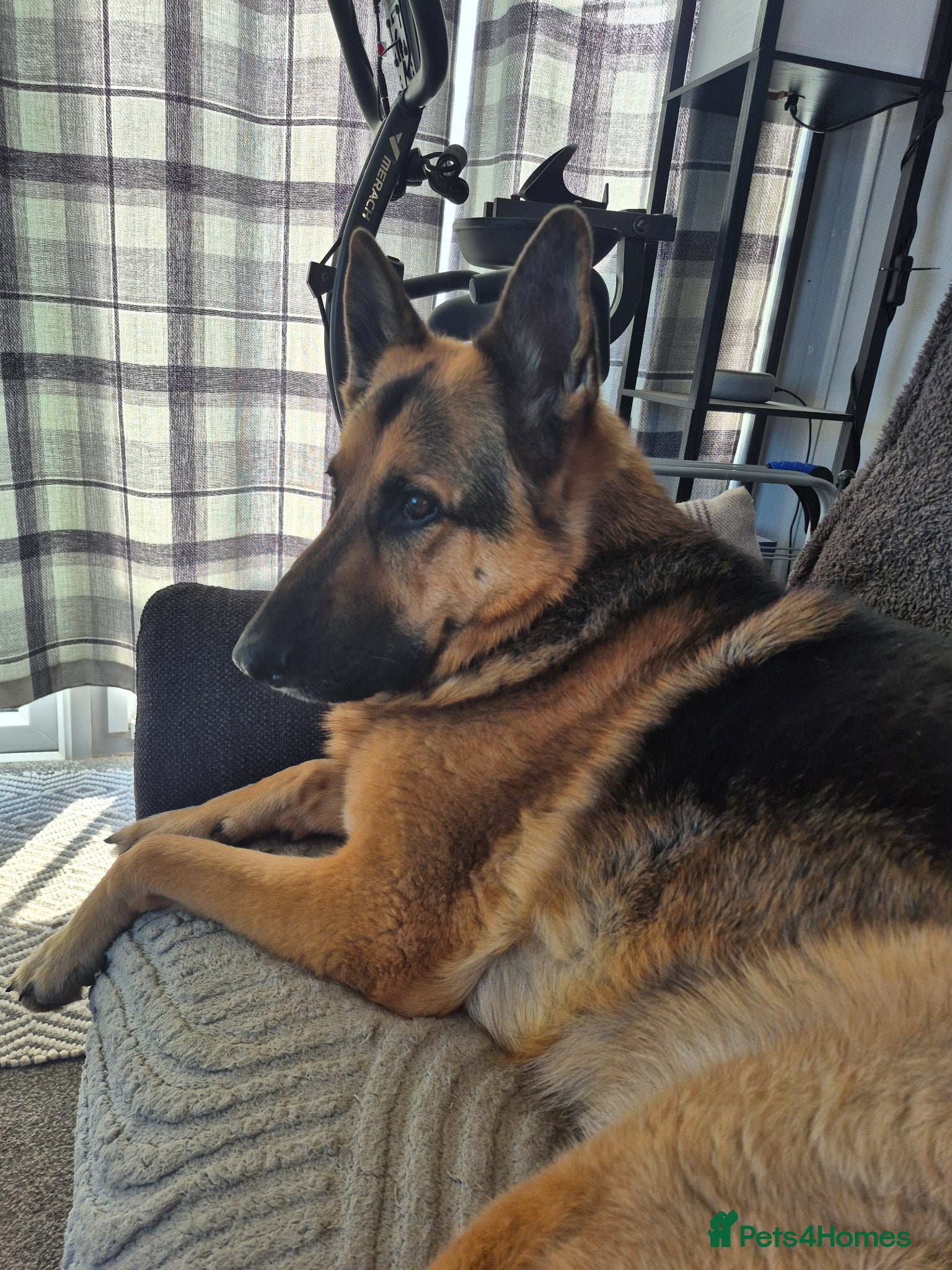 German Shepherd dogs German shepherd for sale  - Advert 3