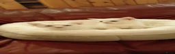 Mixed Breed cats for sale: 2 sweet snowballs  - Advert 8
