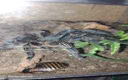 Tarantulas invertebrates for sale: Tarantulas for sale, Stoke on Trent - Image 3