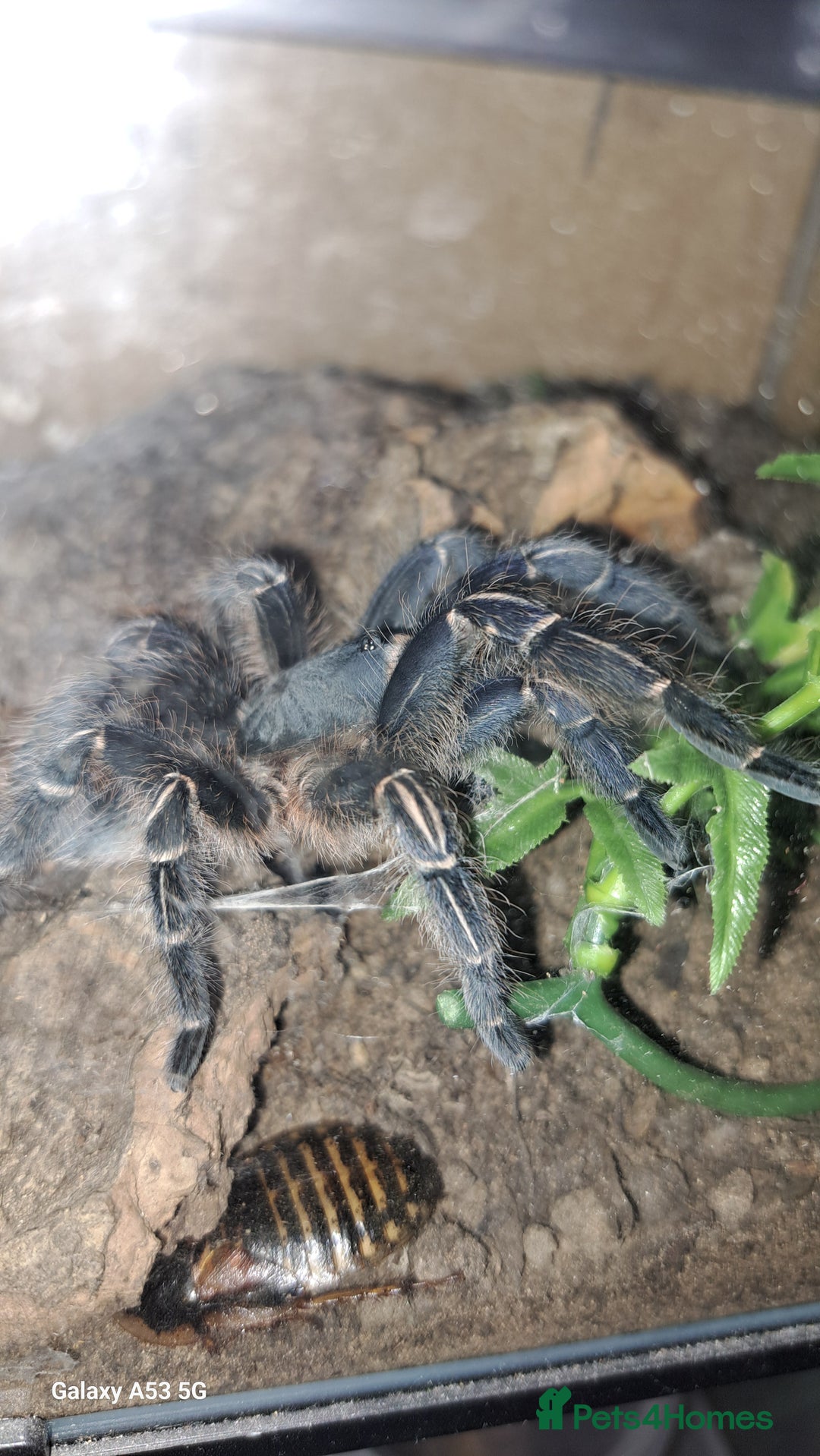 Tarantulas invertebrates for sale: Tarantulas for sale, Stoke on Trent - Image 3