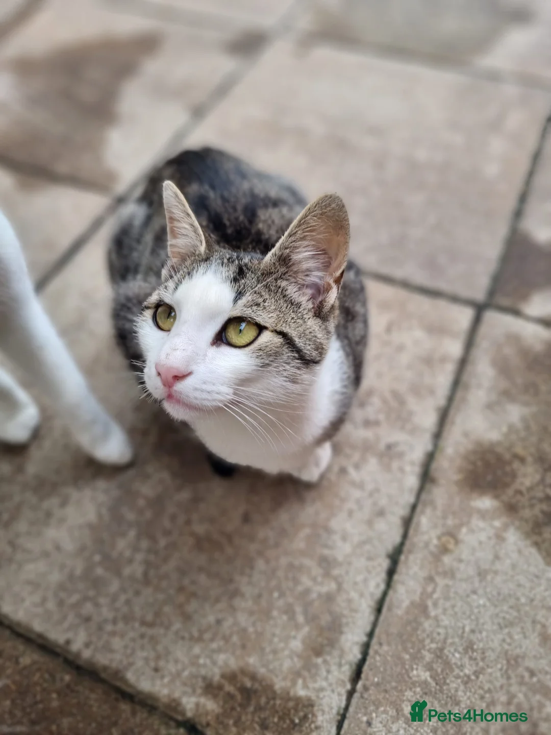 Mixed Breed cats for sale: TOMMY -a very friendly boy who needs a Loving Home - Advert 3