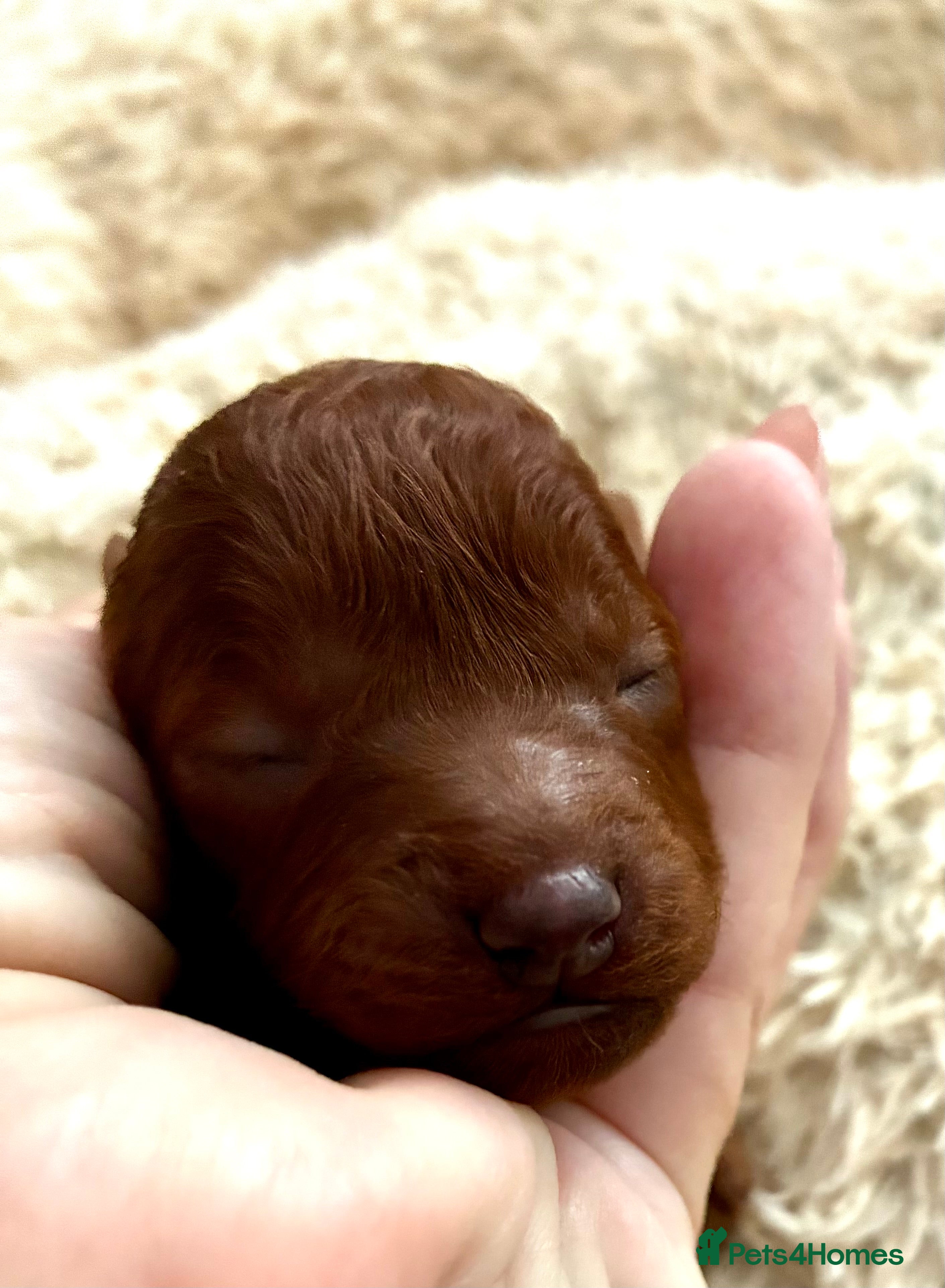 Cavapoo dogs Beautiful Fox Red Cavapoo F1B Puppies - Advert 2