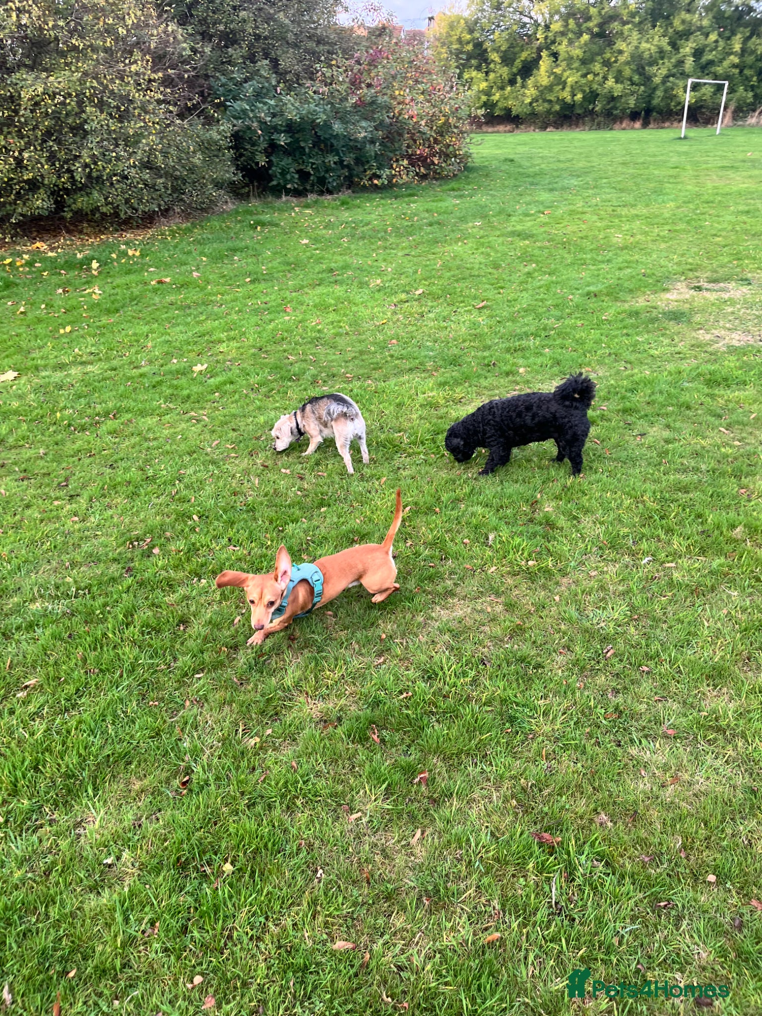 Dachshund dogs 18 month old Dachshund  - Advert 1