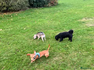 Dachshund dogs 18 month old Dachshund - Advert 1