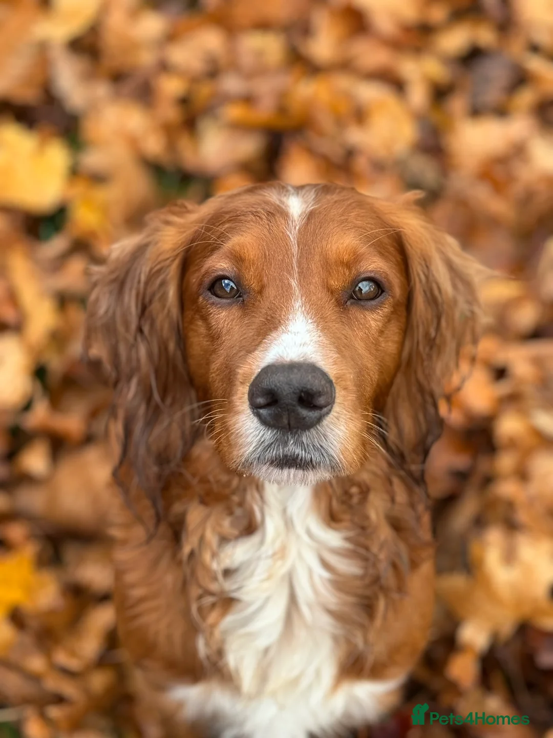 Cocker Spaniel dogs for stud: K.C Deep Red Working Cocker Proven Stud in Cramlington - Advert 4