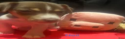 Jack Russell dogs for sale: Miniature Jack Russell  - Advert 7