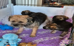 Border Terrier dogs for sale: Border terriers puppys - Image 15