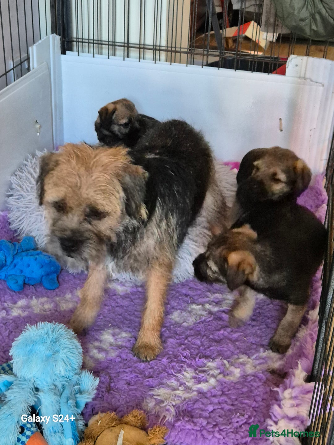 Border Terrier dogs for sale: Border terriers puppys - Image 15
