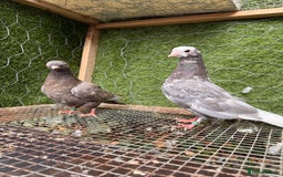 Pigeons birds for sale: Pigeons for sale - Image 3