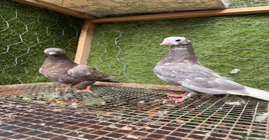 Pigeons birds - Advert 4
