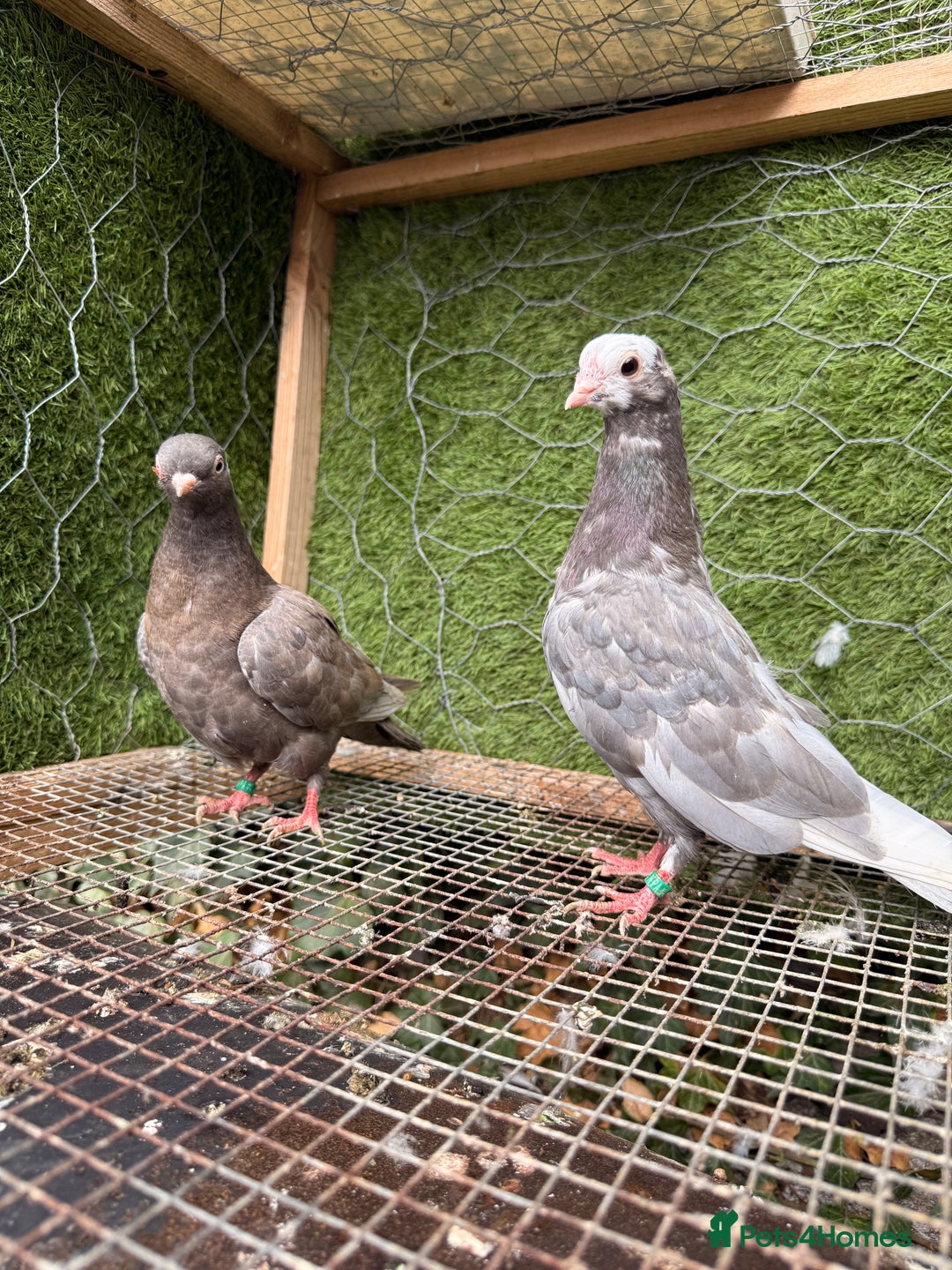 Pigeons birds for sale: Pigeons for sale - Image 3