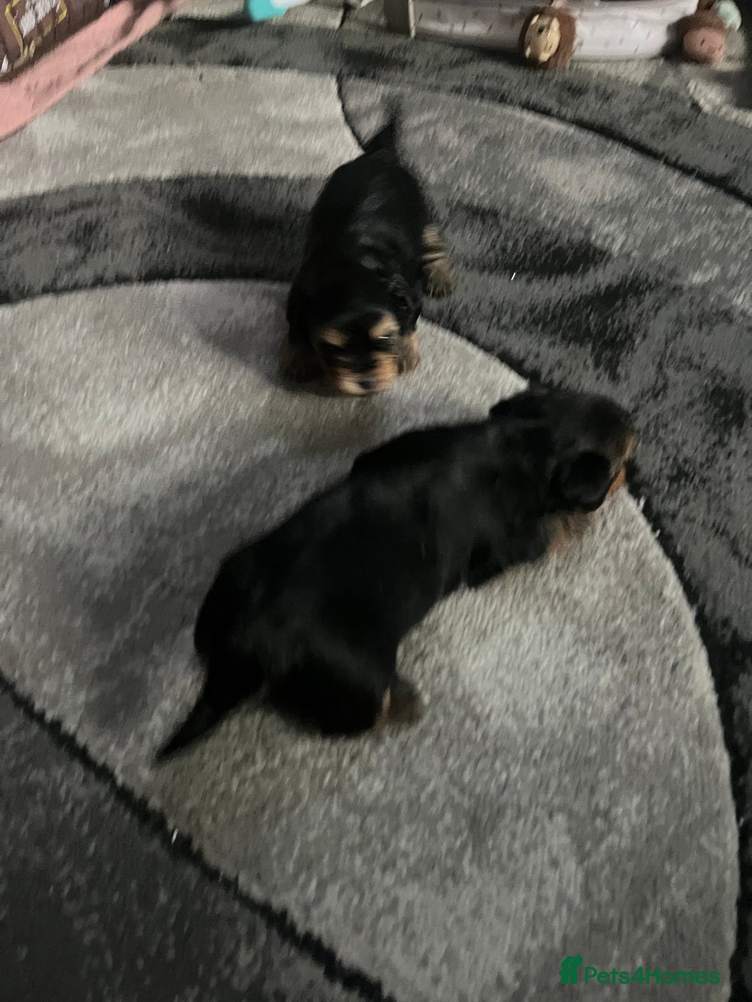 Yorkshire Terrier dogs for sale: 2 Yorkie pedigree boys  - Image 8