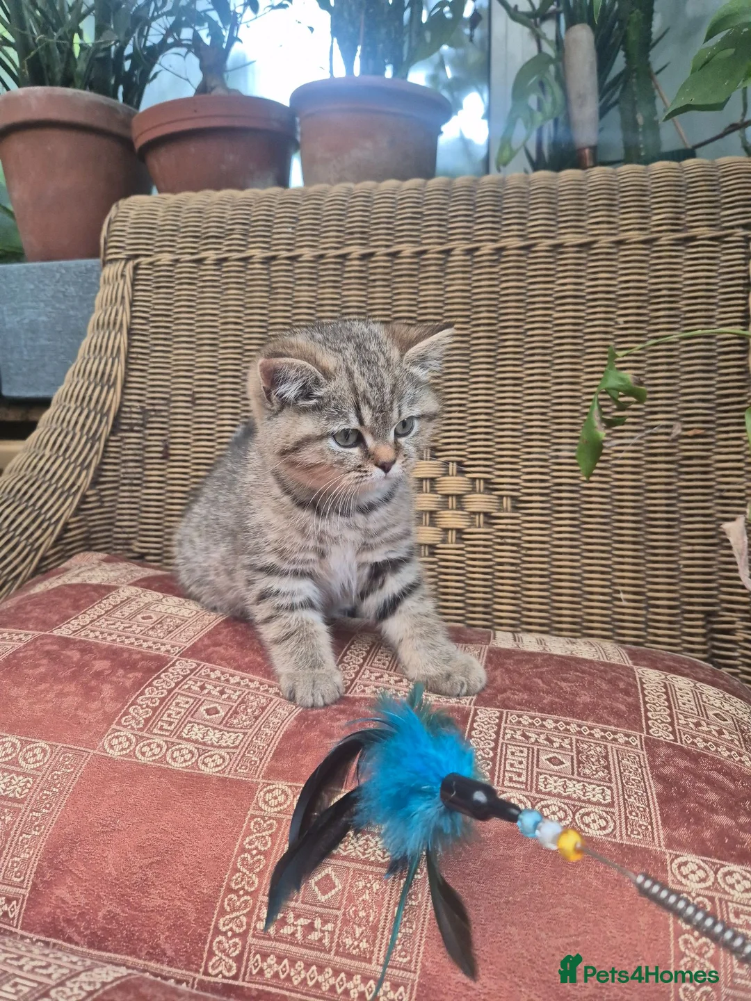 British Shorthair cats for sale: 💙ABSOLUTELY STUNNING BRITISH SHORTHAIR BOYS💙 - Advert 2